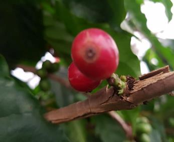 커피는 1753 년스웨덴의식물학자린네가커피나무를꼭두서니 (Rubiaceae) 과 ( 科 ) 코페아