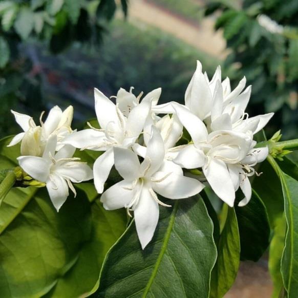 2) 커피꽃 커피꽃은흰색에개나리를보는듯하며종에따라아라비카종 5 장, 로부스타종 5 장, 리베리카종