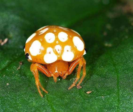 2012 년에중국산시성에서채집한수컷 1개체를모식표본으로하여방아벌레과무늬방아벌레 (Anchastelater