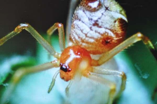 Paraplectana sakaguchii 방아벌레과일종 하늘소붙이과일종 방아벌레과일종 왕거미과일종 강원인제,
