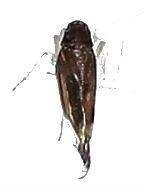 Limotettix striola 일자무늬넓적매미충 1 꽃매미과 (Fulgoridae) Lycorma emelianovi 꽃매미 25 매미과