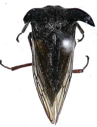 (Aphrophoridae) Lepyronia coleoptrata 광대거품벌레 8 Cnemidanomia lugubris 노랑얼룩거품벌레 25 뿔매미과