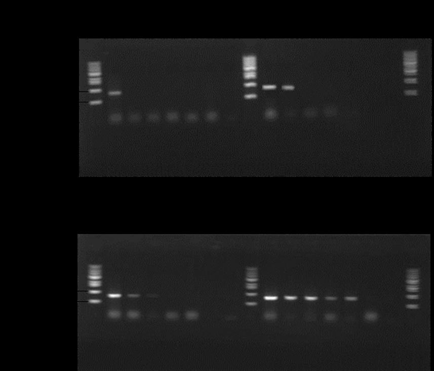340 김승민ㆍ전려진ㆍ박명애ㆍ정현도ㆍ정준범 necrosis virus (VNNV), hirame rhabdovirus (HRV) red seabream iridovirus (RSIV) 4 viruses (data not shown). EM-F/EM-R primer set PCR (Table 1),, (Fig. 3).