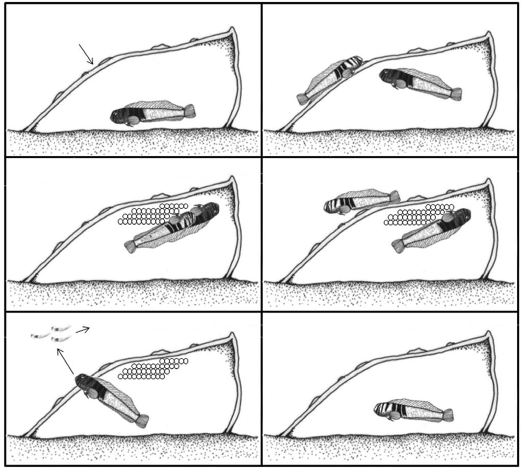 앞동갈베도라치의산란행동과초기생활사 27 A B Oyster shell C D E Prelarvae F Fig. 2. The spawning behavior of elegant blenny, Omobranchus elegans.