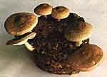 신규수출유망품목발굴조사 (1) 표고버섯 (Shii-take) 라틴어명칭 :Lentinus edodes 원산지 : 일본, 참나무 ( 통나무 )