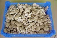 표고버섯유럽시장동향 (12) Beukenzwam(beech wood mushroom) 라틴어명칭 :Hypsizygus Tessulatus -