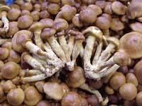 신규수출유망품목발굴조사 (13) Bundelzwam(bundle mushroom) 라틴어명칭 :Pholiota Nameko - 뭉쳐서자라므로