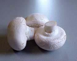 신규수출유망품목발굴조사 (15) (white)champignon( 양송이버섯 ) 라틴어명칭 :Agaricus bisporus - 네덜란드에서가장잘알려진버섯으로유럽각지역에서연중재배됨 원산지 :1650년파리에서발견 -그후 1세기후굴에서번식이매우좋은것을발견재배시작 - 네덜란드에서는 19세기초에처음으로재배시작 -