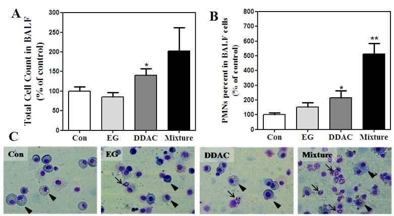 (3) 기관지폐포세척액분석 ( 가 ) 세포분석 DDAC 단일물질및 DDAC+EG 혼합물질노출군에서대조군대비유의성있는총세포수및염증세포인다형핵호중구증가가관찰되었으나 EG 단독노출군에서는변화가관찰되지않았다 (Figure 16).