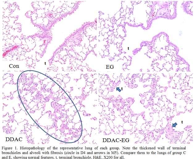 시험물질의흡입에따른변화로폐장의말단세기관지와폐포벽의섬유화가 DDAC 단일물질및 DDAC+EG 혼합물질흡입시킨실험동물에서미약하게관찰되었다 (Figure 19). 말단세기관지와폐포벽의섬유화는대조군과 EG 단독흡입군에서는관찰되지않고, DDAC 단독흡입군과 DDAC+EG 혼합물질노출군에서만관찰되어이병변이 DDAC의흡입에의한것으로판단된다.