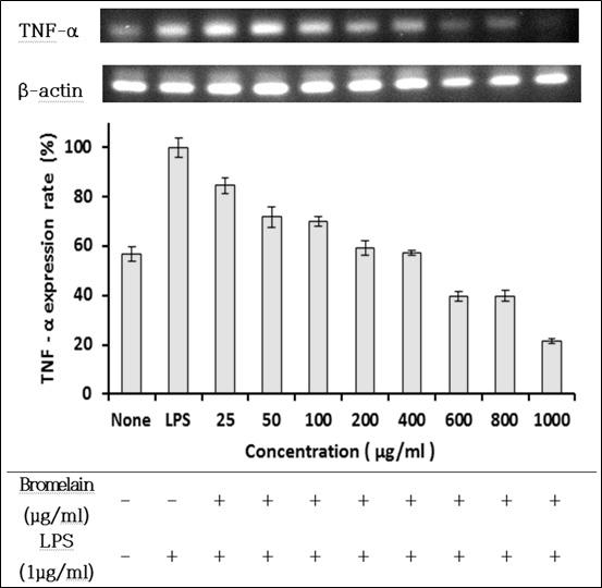 Treatment concentration : 1)LPS 1 μg/ml, 2)Bromelain 6.25 12.5 25 50 μg/ml 4. Antibodies : a-actin, inos, COX-2, p-erk, p-jnk, p-p38, c-fos, c-jun RT(Reverse Transcription) PCR 1. Raw 264.