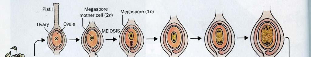생식세포형성