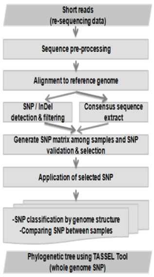 10개 SNP 마커의개별분석을위한단일 PCR방법 ( 대립유전자특이중합효소연쇄반응 ) 은게놈 DNA 50 ng에 10x Buffer 2.5 ul, dntp(each 2.5mM) 1 ul, 10 pmol로희석한정방향및역방향프라이머각 0.