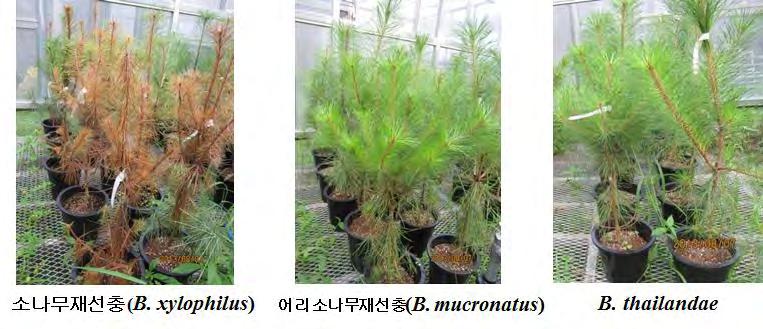 국립산림과학원 나무재선충과 B. thailandae 접종목에서는전혀병원성을나타내지않았다 ( 그림 35). 그러나낙엽송의경우소나무재선충처리구와 B.