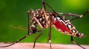 지카바이러스 (Zika virus) 감염증주의하세요! 지카바이러스 (Zika virus) 감염증이란? ( 경기도감염병관리본부, '16.