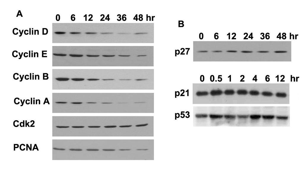 또한 Proliferating cell number antigen (PCNA) 의발현도감소하였다 (Fig. 2A). Cyclin 계열의세포성장을촉진하는단백질의발현이감소하는반면, 세포성장을저해하는단백질인 p21, p27, p53 등의발현은증가하였다 (Fig. 2B). 3.