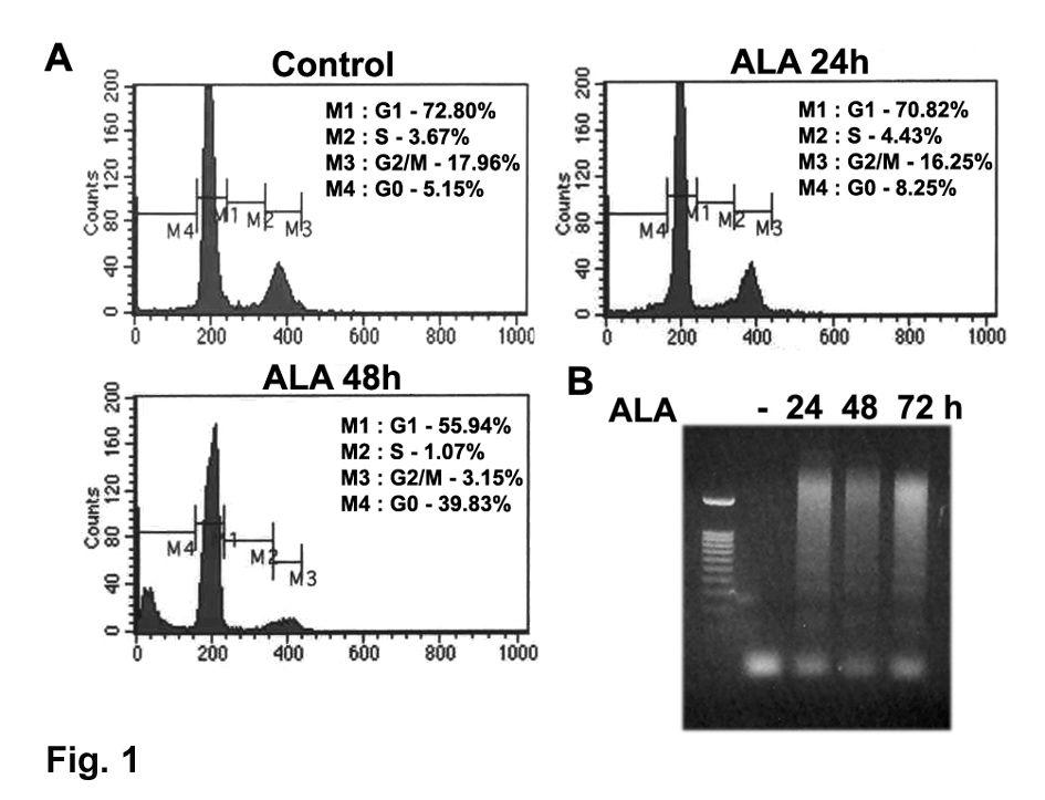 당뇨병제 31 권제 3 호, 2007 에의한이들의증가가세포사멸에관계할것이라고예상하고세포사멸의정도를유세포분석법과전기영동을통해확인하였다. 알파- 리포산처리후 48시간째에 G0 phase의세포가 5.15% 에서 39.83% 로증가함을확인하였고 (P < 0.05) (Fig. 4A), 동일한결과를전기영동을통해 DNA 분절을확 인하였다 (Fig. 4B).
