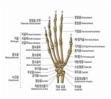 5) 발가락뼈일부를잃었을때 라함은첫째발가락에서는지관절, 다른네발가락에서는제 1 지관절 ( 근위지관절 ) 부터심장에서먼쪽으로발가락뼈일부가절단된경우를말하며, 뼈단면이불규칙해진상태나발가락길이의단축없이골편만떨어진상태는해당하지않는다.