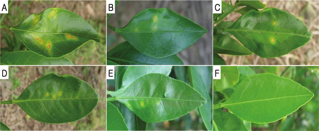 Research in Plant Disease Vol. 20 No. 2 105 Fig. 4. Disease severity on citrus leaves at 7 days after inoculated with Xanthomonas citri subsp. citri (1.0 10 8 cfu/ml) in the field experiment.