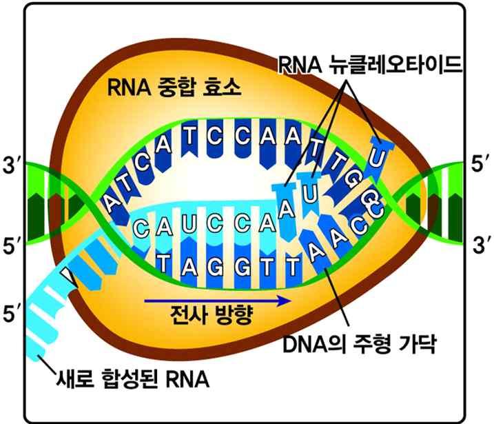 20 강 v 프로모터전사개시를위해 RNA 중합효소가결합하는 DNA의특정한염기서열이다. 전사및폴리펩타이드합성기구 전사 형질발현의첫단계인전사의과정에대해알아봅시다. 1.