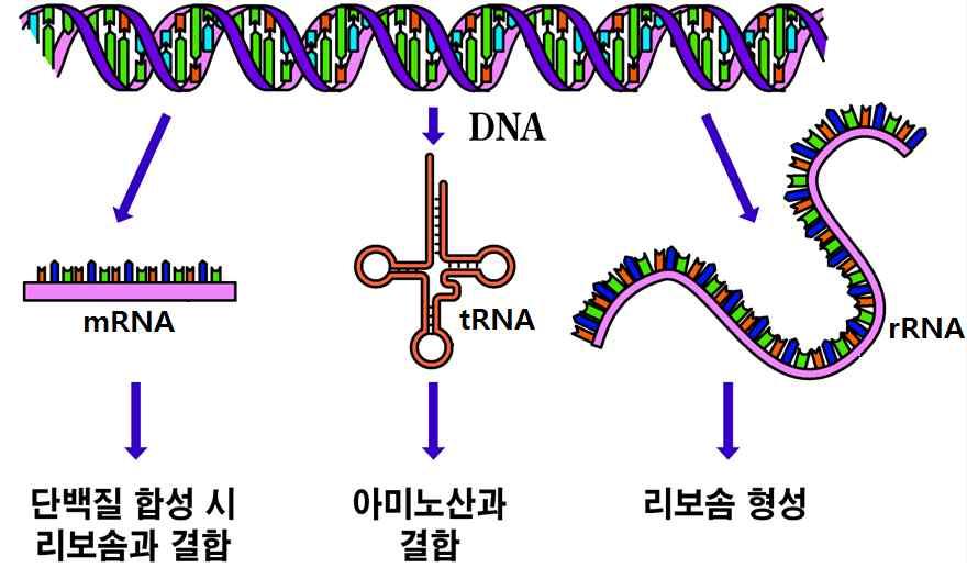 www. ebsi.co.kr [2017 수능개념 ] 유전암호해독 1. DNA로부터전사되는 RNA의종류 1 mrna : 폴리펩타이드합성시리보솜과결합하여 mrna - 리보솜복합체형성 2 trna : 아미노산을 mrna - 리보솜복합체에전달 3 rrna : 단백질과결합하여리보솜구성 전사된 mrna 의유전정보에따라폴리펩타이드가합성될때유전암호인코돈에대해알아봅시다.