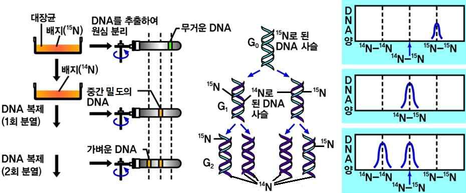세포질, 미토콘드리아, 엽록체 다시연결됨 복제후의 DNA 에는주형 DNA 조각과새로합성된 DNA 조 각이섞여있음 탐구 [ 탐구과정및결과 ] 메셀슨과스탈의 DNA 복제실험 1. 대장균을 15 N 가들어있는배지에서여러세대배양하여 15 N 가포함된 DNA 를 갖는대장균 (G 0) 을얻는다. 2.