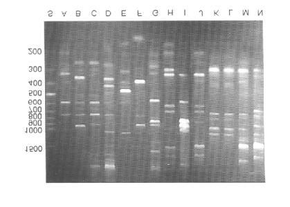 15697 band pattern. Fig. 4. Agarose gel electrophoresis of random-amplified DNA products of bifidobacteria. S. 100bp DNA ladder marker; A, B. bifidum KCTC 3418; B. B. bifidum KCTC 3357; C. B. bifidum KCTC 3476; D.
