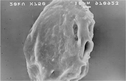 electron microscope Bifidobacteria sodium alginate 2.0% 1.5%, 1.2%.