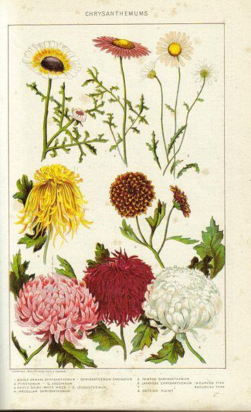 국화란? 내한성숙근초 ; 재절화재배가능 단일성식물 예전학명 : Chrysanthmum moriforium Ramat Chrysanthemum 속이