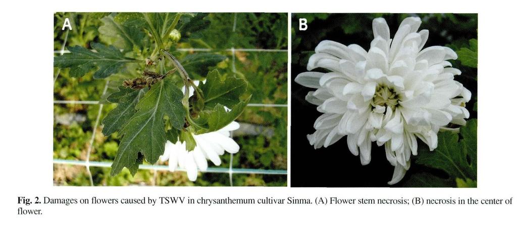 토마토괴저반점바이러스 (TSWV) 병징 : 잎에서는퇴록반점, 윤문괴저증상이나타난다.