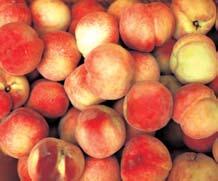 요즘엔비닐하우스재배가일반화되어계절에관계없이 4계절의과일을모두먹을수있지만,