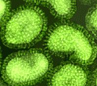 고집이센바이러스 vs 유연한바이러스