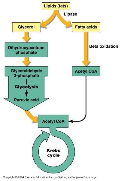 2. 지방산대사 Fatty acid β-oxidation Acetyl-CoA 생성 citrate cycle * Glycerol glycerol kinase glycerol phosphate