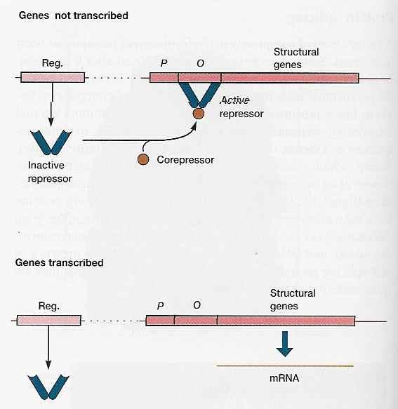[Gene induction] [Gene