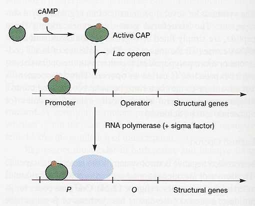 혹은 CAP - 전사는조절단백질 (CRP와