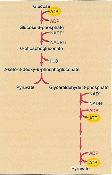 3 Entner-Doudoroff 경로 (ED 경로 ) - 생성물 : 2Pyruvate, NADPH, NADH, 2ATP (1ATP