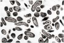 6 개의박테리아중에서마지막인 Q 열은인수공동전염병이다. 병원체는리케차 (Reckettsia) 의일종 (Coxiella burnetii) 으로개, 고양이등의애완동물이나소, 산양등의가축에서사람에감염되어폐렴이나간장장애를일으킨다 ( 그림 14). 1935 년에호주에서집단발생하였는데당시는원인을알수없어서 query ( 의문부호 ) 의머리문자에서 Q 열이라고명명하였다.