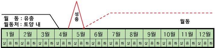 월동유충은 4월경에지표면근처에서번데기가되고 4~5 월경에우화하여성충이된후꽃봉오리에산란한다. 부화한유충은꽃봉오리내부의기관을섭식하다가낙화된다음부터이듬해 4월까지유충형태로토양중에서생활한다.