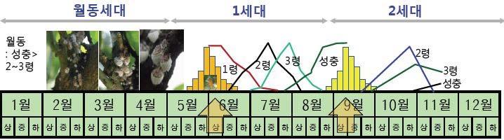 (6월중순, 7월하순, 9월하순 ). 발생량이많은과원에서는수확후월동전이나전정후에기계유유제를살포하여약충이발생하기전에밀도를낮추는것이좋다.