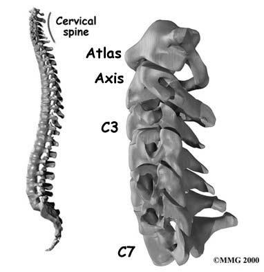 [ 그림 1] 경추와환추, 축추 척추의뼈는 1개의추체 (vertebral body) 와 2개의척추경 (pedicle), 2개의추궁판