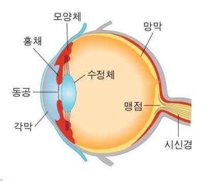 시신경 1) 각각의명칭및기능 (1) 안구 1 각막각막일반적으로눈동자검은부분이며눈의가장바깥쪽있는투명한혈관이없는조직.