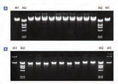 5 x 10 8 cell에서 1mg의 DNA 회수추출된 DNA는 DNA banking이나장기간보관에매우적합 Salting out 방식의자동화 Autopure LS 는적은비용으로대량의샘플처리하기적합한 salting out 방식으로 DNA 를추출한다.