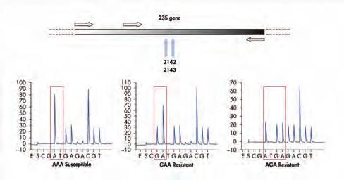 design PCR (2hr) Sample Prep (15min) Sequencing 10-100min 신속하고정확한정량적검사기존의 Sanger sequencing 방법을통한 mutation 의정량검사를위해서는 target 을 PCR 한후다량의 cloning 작업후분석해야하기때문에시간과비용이많이소모된다.