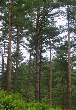 무궁한번영과발전을상징하는역사성과문화성이있음 - 병해충에강하고잎새와줄기가갈끔함 - 목재재질과무늬가뛰어남 용도 : 정자목, 가구재, 조경수, 관상수 소나무 학명 : Pinus densiflora Sieb &