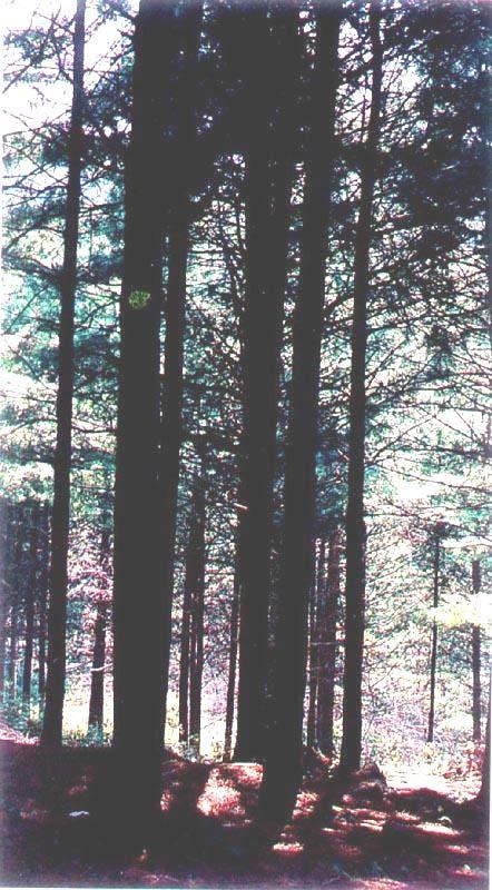 제 1 장 나무심기관련자료 잣나무 학명 : Pinus koraiensis S. et Z.