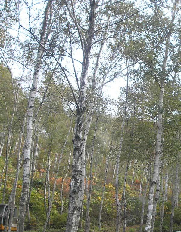 제 65 회식목일참고자료 자작나무 학명 : Betula platyphylla var.