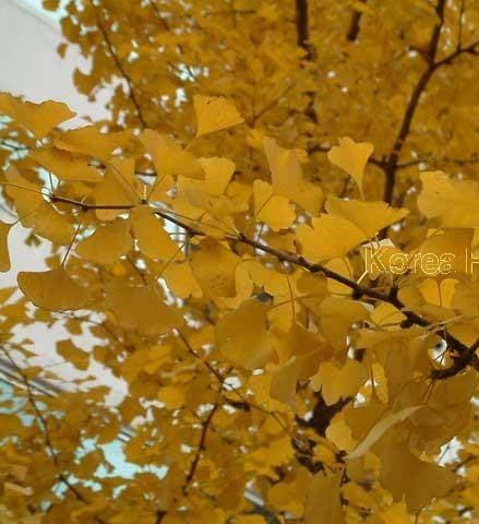 제 1 장 나무심기관련자료 은행나무 학명 : Ginkgo biloba L. 과명 : 은행나무과 분포 : 전국에분포 ( 제주도제외 ) 특징 - 낙엽침엽교목으로수고 10m이상, 직경 4.