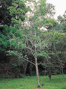 정자목, 조각재, 약용 ( 잎, 열매 ), 식용 ( 열매 ) 이팝나무 학명 : Chionanthus Retusa Lindl.