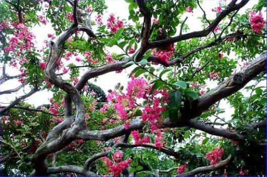 제 65 회식목일참고자료 배롱나무 ( 목백일홍 ) 학명 : Lagerstroemia indical.