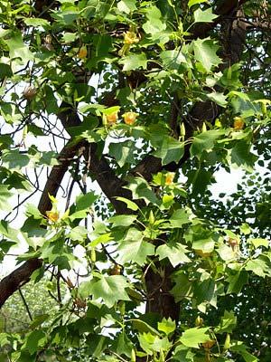 제 1 장 나무심기관련자료 백합나무 학명 : Liriodendron tulipifera 과명 : 목련과 분포 : 북아메리카원산, 전국에식재 특징 -